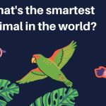 Top 100 animals in intelligent. [Updated]